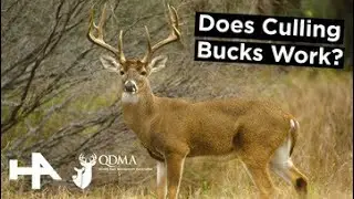 Does Culling Bucks REALLY Work? - QDMA Expert Weighs In On The Real Data