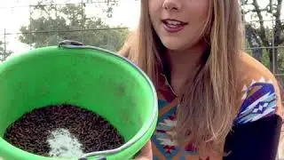 How to Mix Powder Supplements with Horse Feed