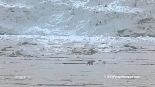 Polar Bear on sea ice near Glacier SF1362