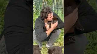 РУЧНЫЕ Канадские волчата в Парке Северных Волков😱‼️#blackwolf