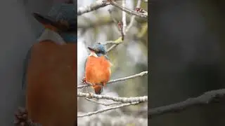 Kingfisher (Female)