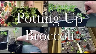 How to Pot Up Broccoli Rabe (Rapini) Seedlings | Broccoli Rabe (Rapini) Series Episode 2