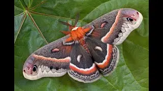 CECROPIA MOTH CATERPILLAR CARE
