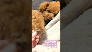 ただただ気持ち良さそうに寝てるとの様💤