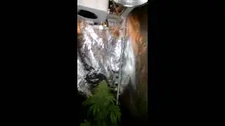 Citizen led cob grow.10 cob 40 watt each=400 watt.(citizen CLU048.3500k) rocks.