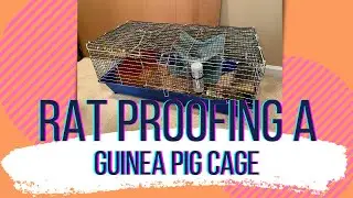 Rat Proofing a Guinea Pig Cage