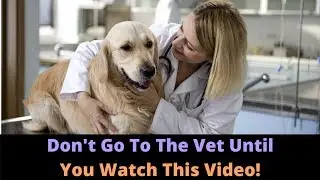 Top 5 Mistakes Dog Owners Make At The Veterinarian's Office! Are You Guilty Of These?