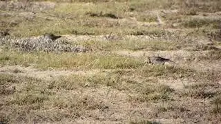 shorelark