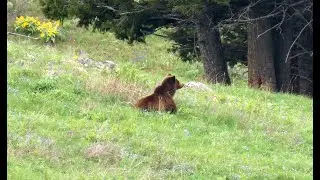 Buffalo Plateau - Yellowstone National Park