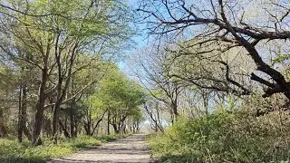 April Walk in The Hague &ndash; Dunes, Trees & Sea Views | Netherlands | #eleonoraswalks