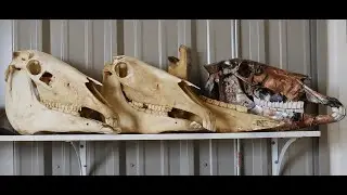 Webinar: Advanced Equine Dental Imaging & Anatomy