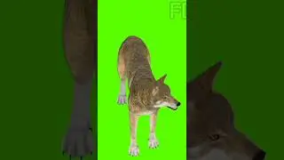 green screen video fox green screen video#animals #fox 14:10