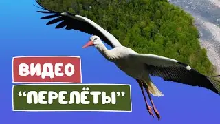 Flight Animation in Canva | Creative Animated Video Transitions