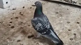 First long training ... Pigeon racing with TFB ELLIS