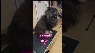 ❤️ Avec du temps, de la douceur, Kiwi a fini par me faire totalement confiance ❤️ #dog #love #pets