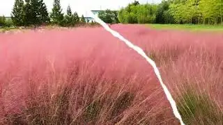 2025 10 09 부산 대저생태공원 핑크뮬리 동영상