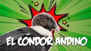 El cóndor andino | Animales chilenos superasombrosos - T1E10