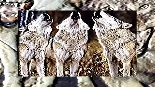 $UICIDEBOY$ - HARVE$T MOON (ACAPELLA)
