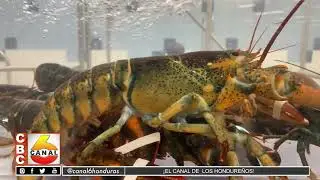 Autorizan pesca de langosta espinosa en la regi&oacute;n de la mosquitia hondure&ntilde;a a partir del 1 de julio
