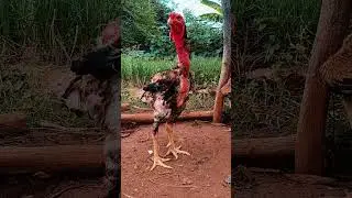 Espaik reprodutor &iacute;ndio gigante do criat&oacute;rio ig da serra..