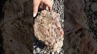 Big Agatized wood