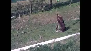 Mama Bear, Bj&ouml;rk, is trying to shake a baby bear from a tree 480p 15fps H264 128kbit AAC