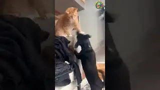 #funnypets  #animalfails  #lolanimals  #viralvideo 🤣 #petpranks  #animalmischief 🦒 #funnywildlife