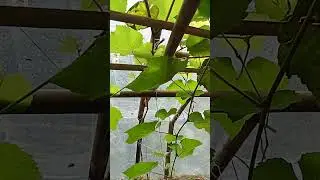 tips agar tidak gagal dalam pembuahan pda tanaman anggur!!!