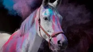 Holishooting Pferdeshooting mit Holi Farben