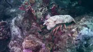 Sport Diver In The Field: Mushroom Forest, Cura&ccedil;ao