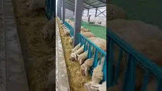 YENİ AĞIL İLK YEMLEME LACAUNE GEBE KOYUNLAR