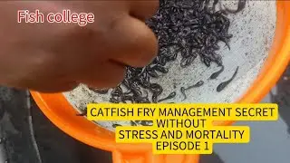 Intensive Catfish fry Management Top secret to note to avoid mortality and stress 