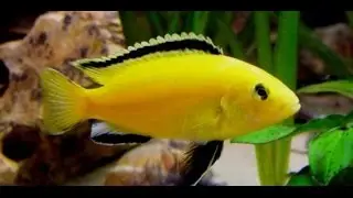 Montagem de Aquário Ciclídeos Africanos Lago Malawi 175 litros 100x35x50