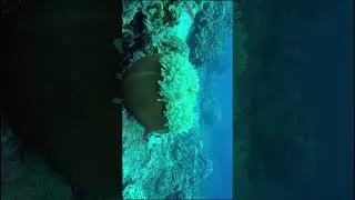 Pink Anemonefish #remarkable gender transformation #4k #asmr #shorts #aquarium #divingparadise #fun