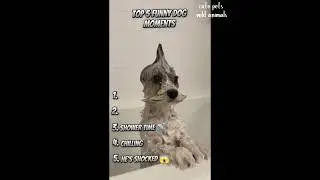 Попробуйте не засмеяться 🐶Самые смешные видео с домашними животными всех времен #собака #кошка #к...