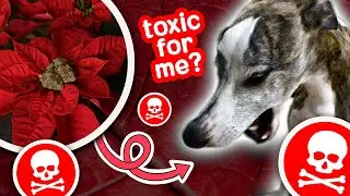 🧐 find out which holiday plants are TOXIC to your pets | keep these poisonous plants away from pets