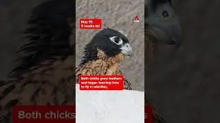 First peregrine falcon chicks hatch in Singapore