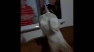 A minha  calopecita fogio