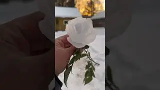 🌹സ്&zwnj;നോ കൊണ്ടൊരു റോസാപ്പൂ | snow rose flower making #mallusinfinland #ytshorts #snow #winter #loves