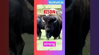 🦬 Bison Wonders: Educational Videos for Kids to Watch and Learn! 📚👧✨