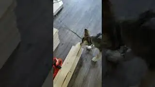 Wahl - Anti Chewing Spray... not as expected
