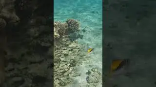 🐠 Threadfin Butterflyfish Picks Apart a Jellyfish! 👀