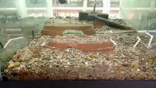 A brief tour of the Conservation Fisheries hatchery from July 2021.