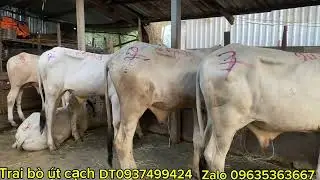 Trai bò út cạch xa kiến an chợ mới an gian bò về 02-01-2026-DT0965363667