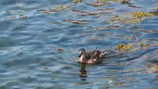 Female mallard swimming in the Baltic Sea