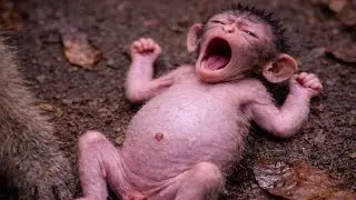 🔴 LIVE: AW! Baby Monkey Walks So Well 🐵🥹 | Cutest Moments Ever