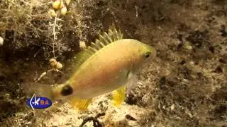 Ласкирь, морской карась. Diplodus annularis. Annular seabream