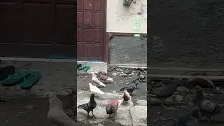 MERPATIKU TAK PERNAH INGKAR JANJI #shorts #viral #reels #fyp #story #pigeon #merpati #birds #jogja