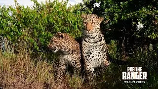 Spotting TWO LEOPARDS on a Safari Drive!! | Maasai Mara | Zebra Plains
