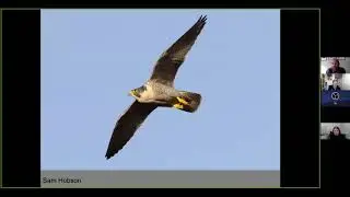 Webinar: Urban peregrines with Ed Drewitt